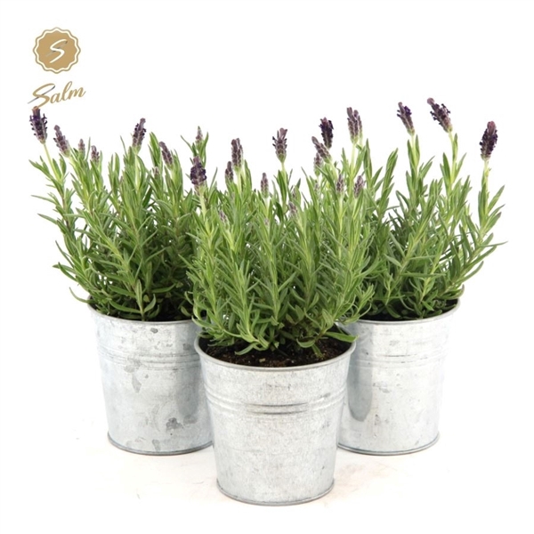 <h4>Lavandula st. 'Anouk'® Collection P10,5 in Zinc Old-Look</h4>