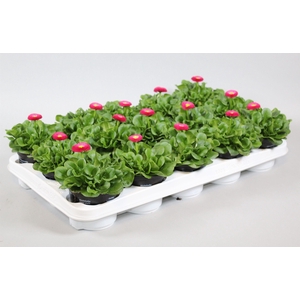 Bellis speed star roze