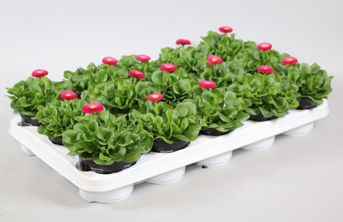 <h4>Bellis speed star roze</h4>