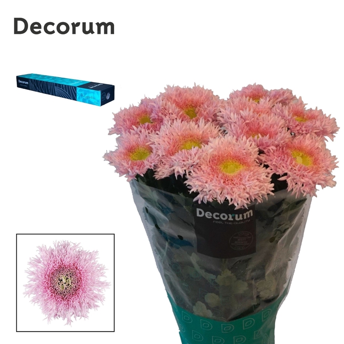 <h4>Chrysanthemum PL 'Etrusko'</h4>