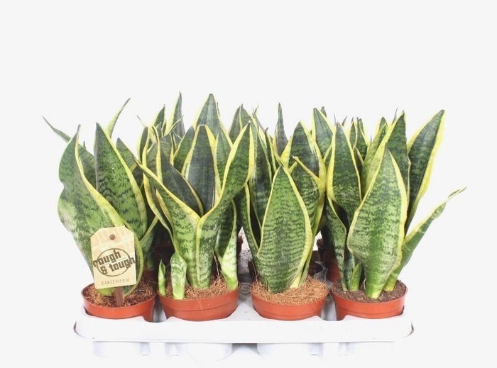 <h4>Sansevieria Superba</h4>