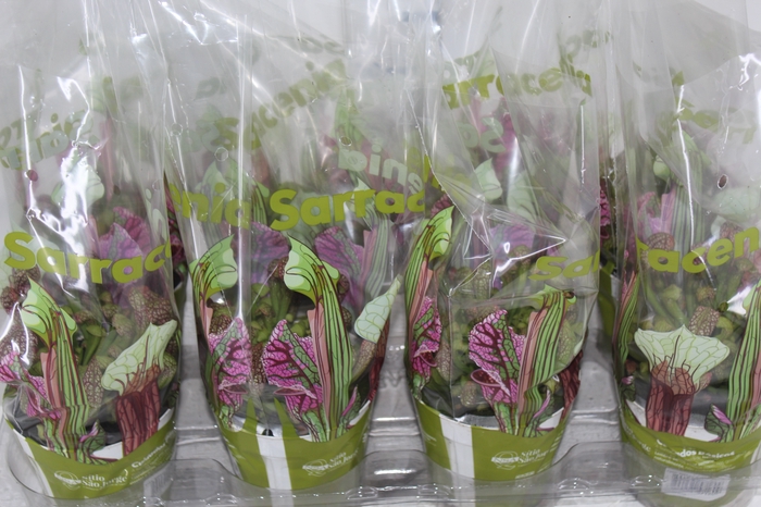 <h4>CARNIVORA SARRACENIA PSITTACINA P12</h4>