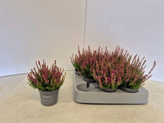 <h4>CALLU DARK BEAUTY</h4>