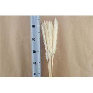 Japan Deco Tail Reed White 10 Pcs
