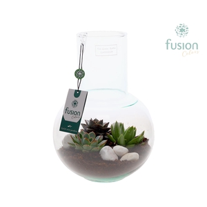 Green Bottle Suzanne Medium met Succulenten