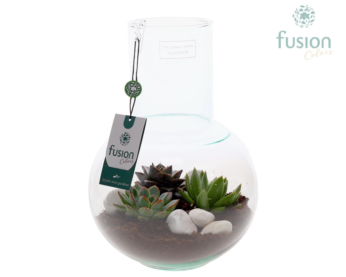 <h4>Green Bottle Suzanne Medium met Succulenten</h4>
