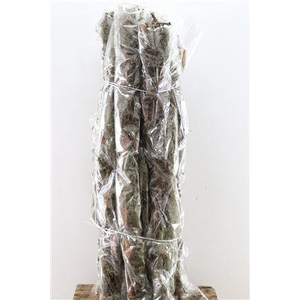 LARIX DOOS