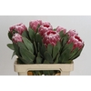 Protea Lady Di
