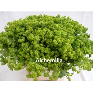 FREIL ALCHEMILLA