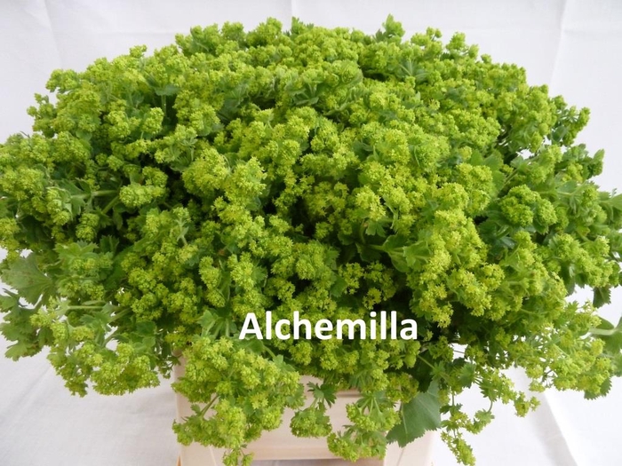 <h4>FREIL ALCHEMILLA</h4>