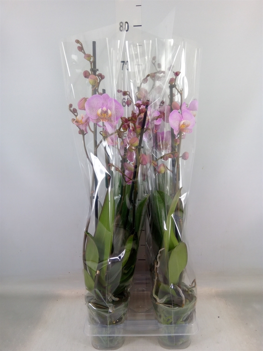 <h4>Phalaenopsis  'Formation'</h4>