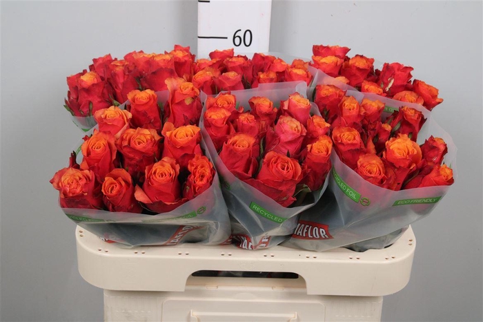 <h4>R Gr Espana</h4>