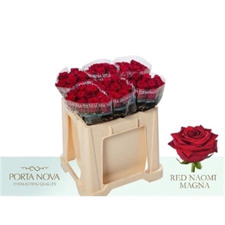 <h4>R Gr Red Naomi!</h4>