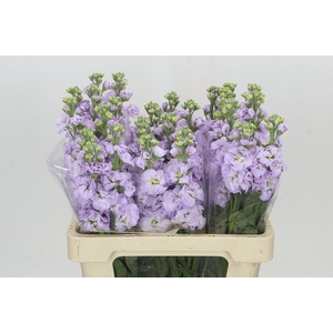 Matthiola Iron Marine