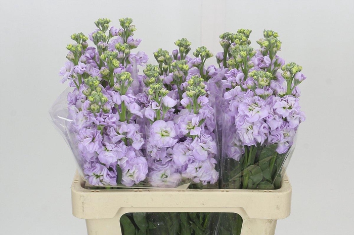 <h4>Matthiola Iron Marine</h4>