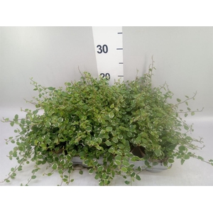 Ficus pumila 'Belle Sunny'
