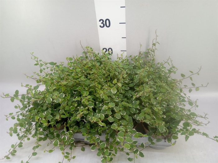 <h4>Ficus pumila 'Belle Sunny'</h4>