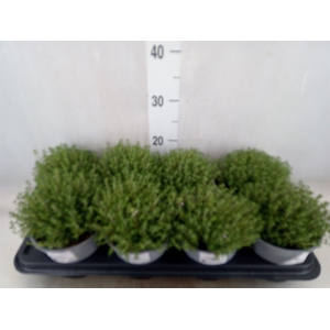 Thymus vulgaris