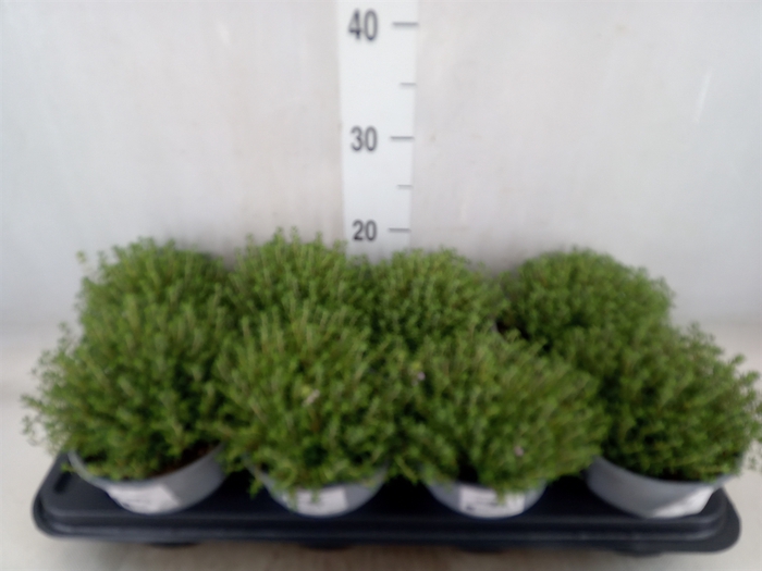 <h4>Thymus vulgaris</h4>