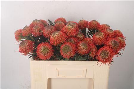 <h4>Leuco Co Succession</h4>