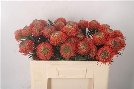 <h4>Leuco Co Succession</h4>