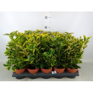 Euonymus japon. 'Aureus'