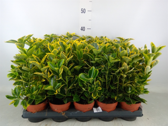 <h4>Euonymus japon. 'Aureus'</h4>
