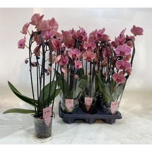 PHAL OV ORANJE