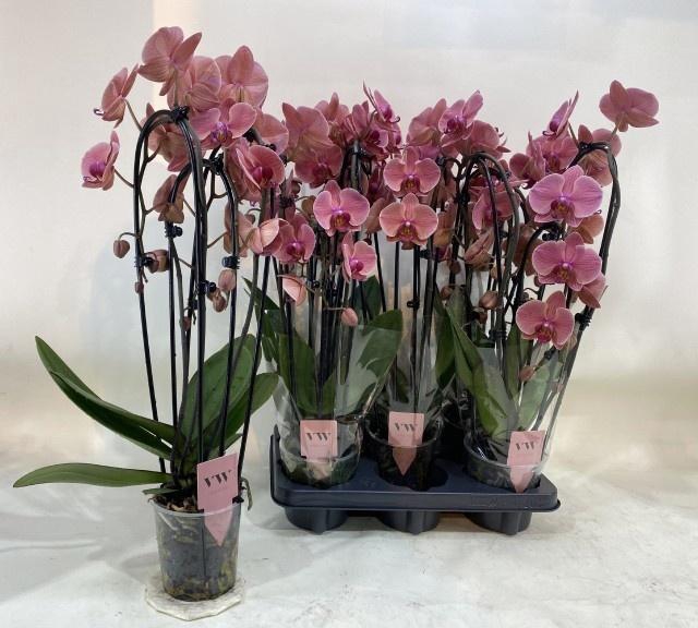 <h4>PHAL OV ORANJE</h4>