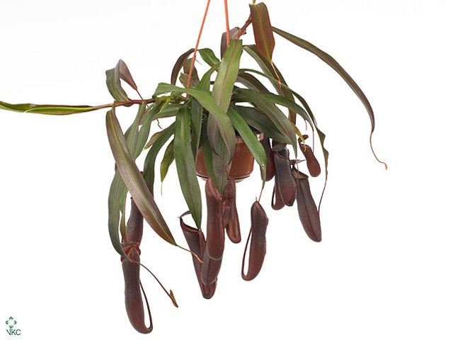 Nepenthes Rebecca Soper 12 cm