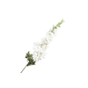Delphinium White