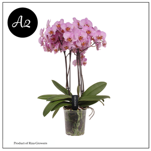 Phalaenopsis A2 Marvellous Pink Special 50+ – 17cm