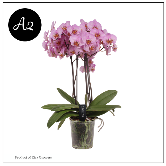 <h4>Phalaenopsis A2 Marvellous Pink Special 50+ – 17cm</h4>