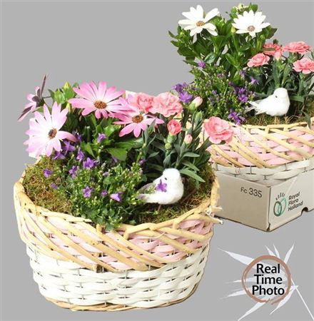 <h4>Arr Tuinplanten</h4>