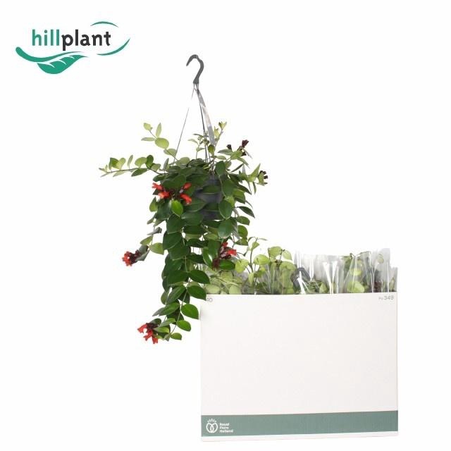 <h4>AESCHYN MONA LISA</h4>