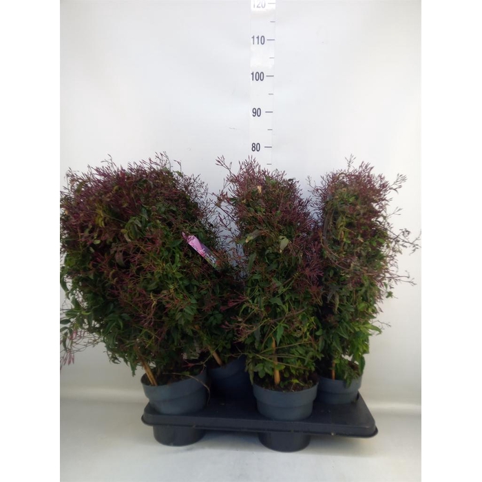 <h4>Jasminum polyanthum</h4>