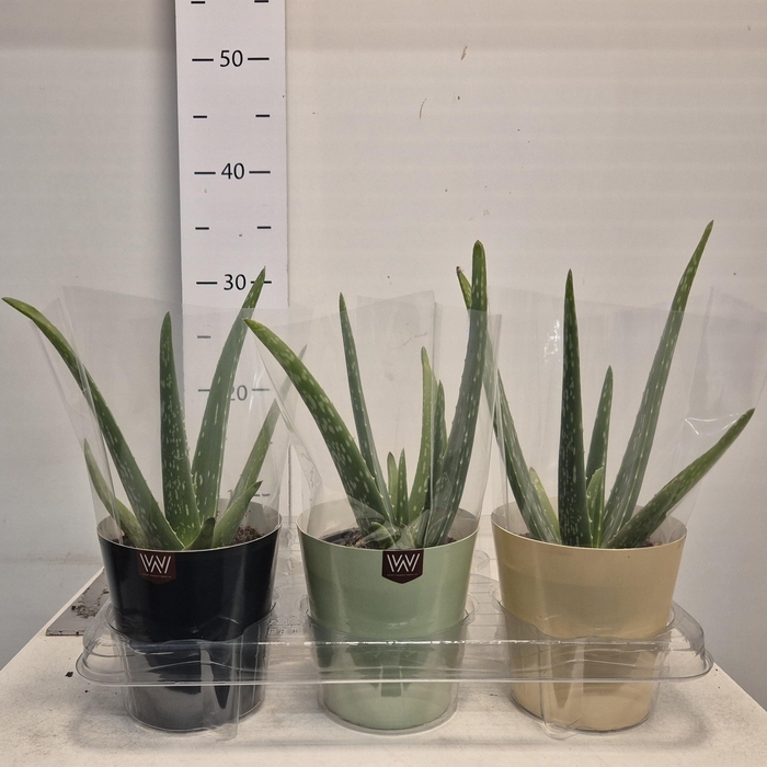 <h4>ALOE VERA</h4>