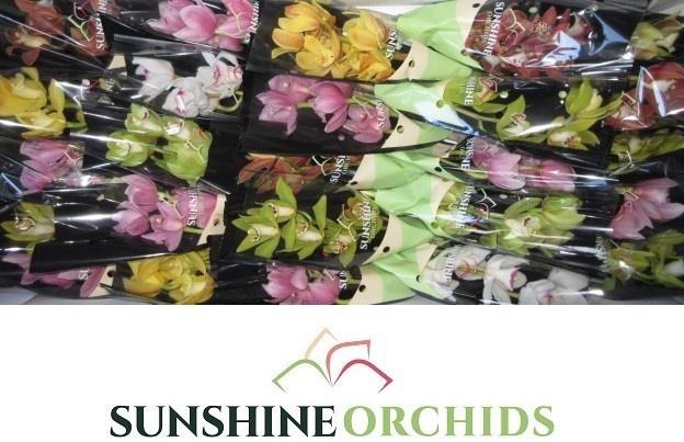 <h4>CYMB MI GEM</h4>