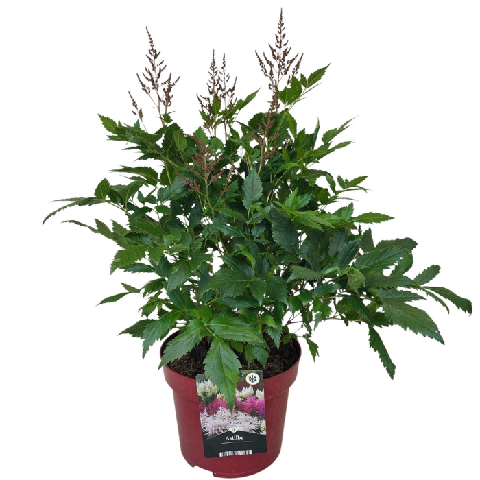<h4>Astilbe</h4>