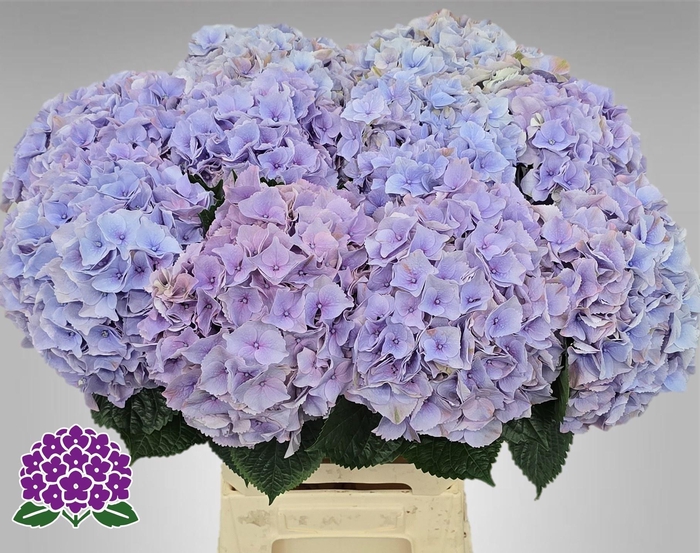 <h4>HYDR M MY MINERVA</h4>