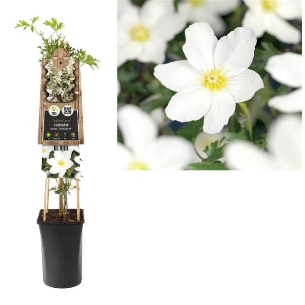 <h4>Clematis cartm. Avalanche +3.0 label</h4>