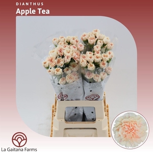 Dianthus St Apple Tea
