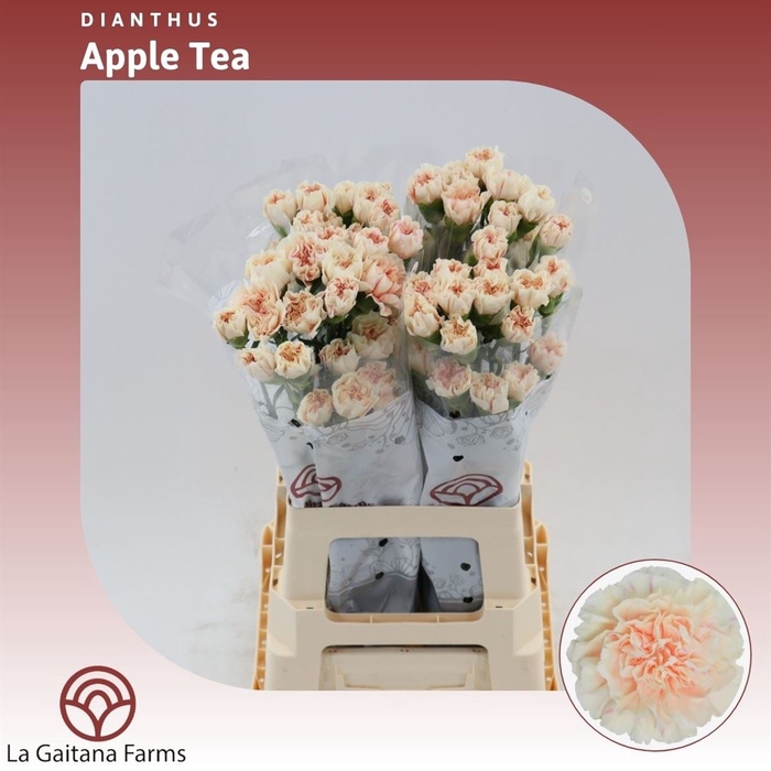 <h4>Dianthus St Apple Tea</h4>