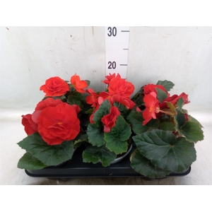 Begonia