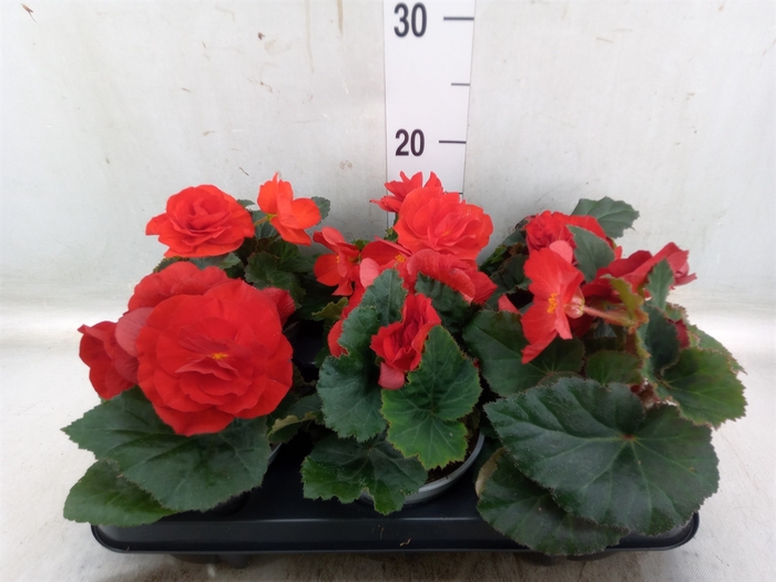 <h4>Begonia</h4>