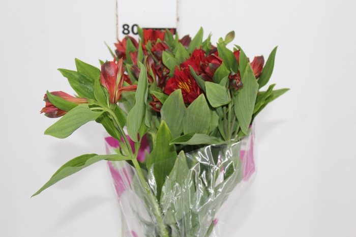 <h4>ALSTROEMERIA ANGELINA 080 CM</h4>