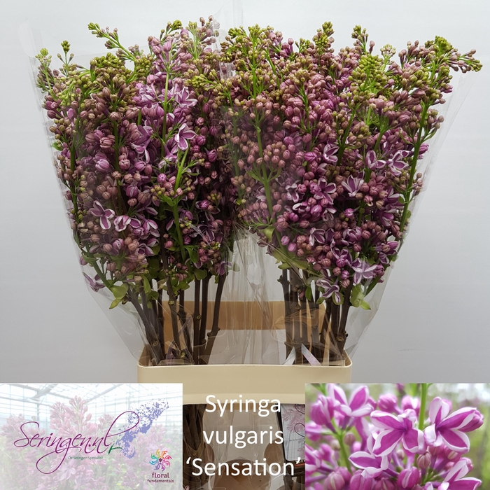 <h4>SYR V SENSATION</h4>