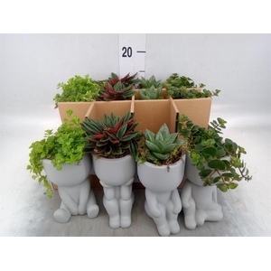 Arr.   Kamerplant Groen L%
