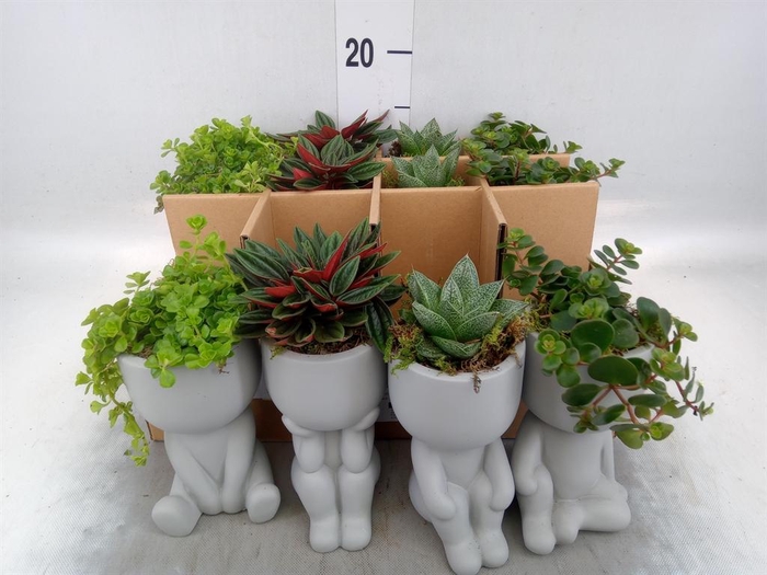 <h4>Arr.   Kamerplant Groen L%</h4>