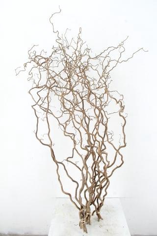 <h4>CORYL AV CONTORTA 2 JARIG 120CM</h4>